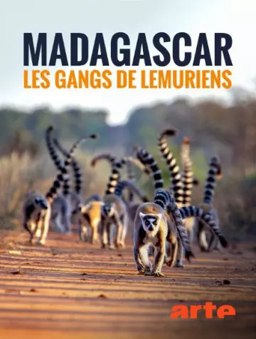 Madagascar : les gangs de lémuriens - Saison 1